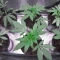 Northern Lights Auto Seeds (Herbies Seeds)
