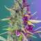 Acquista semi femminizzati Wedding Cheesecake Auto di Fast Buds
