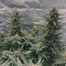 Acapulco Gold Seeds