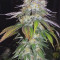 Buy Pineapple Chunk feminized seeds by Barney's Farm