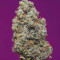 Girl Scout Cookies Auto (Cookies Auto) จาก Fast Buds