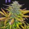 Semi femminizzati Girl Scout Cookies Auto in vendita da Original Sensible Seeds