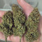 Acquista i semi femminizzati Original Trainwreck Auto di Fast Buds