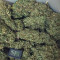 Compre sementes feminizadas CBD Auto 20: 1 da Fast Buds