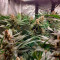 Caramelo Early Version Seeds (Delicious Seeds) - Cannabis Strain Seeds for Sale