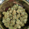 Monster Bruce Banner feminized seeds for sale