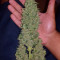 Vente de graines de cannabis Candy Dawg Autoflower (Seedstockers)