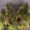 Auto Tutankhamon Seeds - Cannabis Strain Seeds for Sale