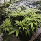 Achetez des graines féminisées Grandmommy Purple par Herbies Seeds