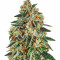 Runtz x Layer Cake feminizada (Barney's Farm)
