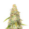 Sour Diesel x OG Kush Feminized Seeds (Seedkeepers)