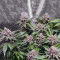 Alien Gorilla feminized seeds (Original Sensible Seeds)