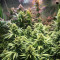 Graines féminisées de Blue Dream (Garden of Green)