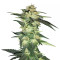 Blue Gelato 41 Seeds - Cannabis Strain Seeds for Sale