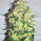 C4 Auto Seeds