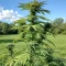 Cookies Gelato Seeds (Royal Queen Seeds)