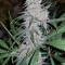 Double Black (G13 Labs)