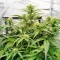 Durban Poison Autoflower Feminized Seeds (Humboldt Seed Company)