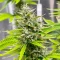 Semi Femminizzati Durban Poison Autoflower (Seedkeepers)