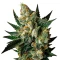 Semillas feminizadas Exodus Cheese (Green House Seeds)