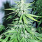 Fruity Juice Seeds