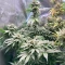 Graines féminisées de G13 Genius (Brothers Grimm Seeds)