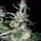 Graines de cannabis Hawaiian Snow x Amnesia x Face Off (GHS)