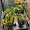 Semi Femminizzati Mimosa (Herbies Seeds)