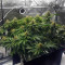 Pineapple Chunk Seeds