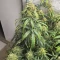 Semillas Feminizadas Pineapple Runtz Auto (Ethos Genetics)