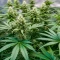 Graines de cannabis Power Bud (Blackskull Seeds)