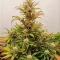 Section 781 Autoflowering Seeds (Blimburn x Herbies)