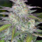 Smoothie Auto (Fast Buds)