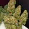 Graines de cannabis Speed Haze (Blackskull Seeds)