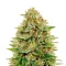 Super Bud (GHS)