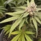 Wonder Pie Seeds (Green House Seeds)