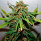 West Coast O.G. Auto Seeds