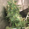 Zombie Death Fuck (BlimBurn Seeds)