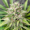 Amnesia Haze (Herbies Seeds)