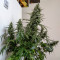 Auto Banana Blaze feminized seeds
