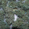 Auto AK XXL strain