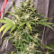 Auto Kaya 47 feminized seeds