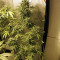 Auto Kaya 47 feminized seeds