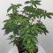 Bruce Banner #3 Fast strain
