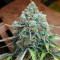 Critical 47 (Positronics Seeds)