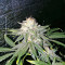 Critical Seeds