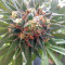 Durban Seeds (CannaBioGen)