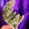 Gordomaster Kush (Positronics Seeds)