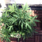 Gordomaster Kush (Positronics Seeds)