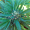 Green Crack (Humboldt Seeds Organization)